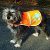 Reflective Dog Vest S Size Hi Visibility Fluorescent Blaze Orange Dog Vest Helps Protect Your PUP from Motorists & Hunting Accidents On or Off Leash