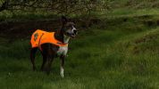 Soft shell Waterproof Dog Vest L Size Hi Visibility Reflective Jacket with Light Fleece Lining. Ideal in Cooler Climates. Blaze Orange Fabric Protects