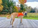 Lite Dog Vest XLarge Size Coverage to Mid Back Reflective Hi Visibility Blaze Orange Fluorescent Fabric Helps to Keep Them in Sight and Safe On and Of